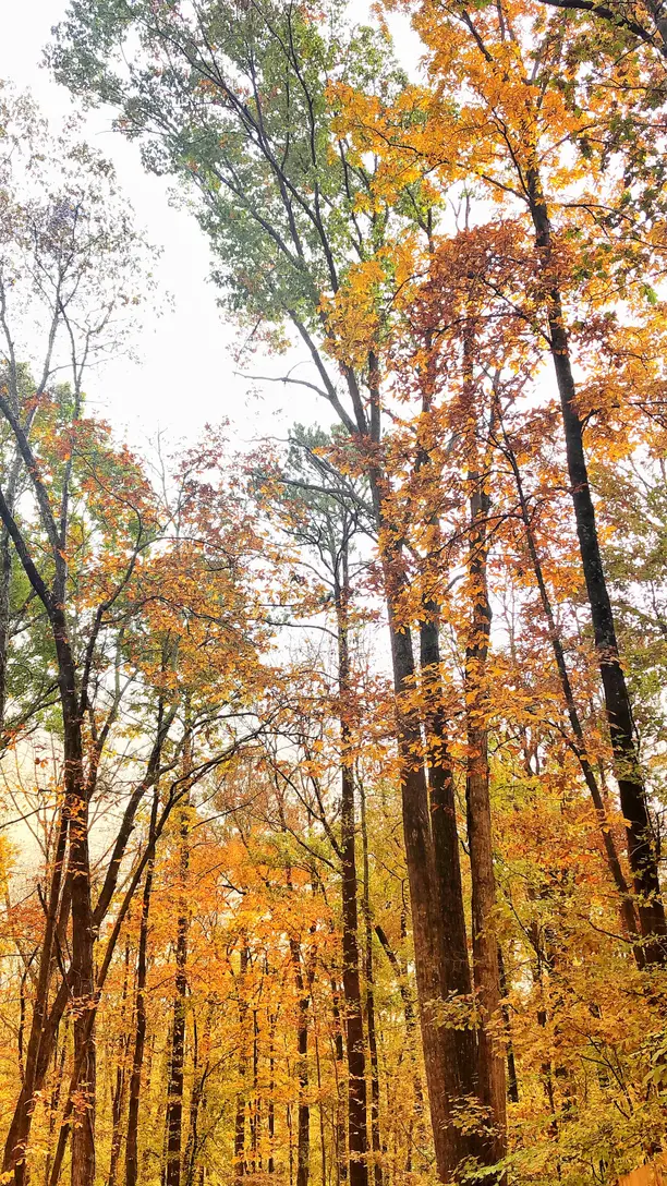 Sunlit forest path among tall trees
